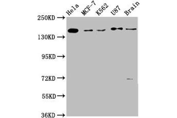 ARIP4 antibody  (AA 1122-1296)