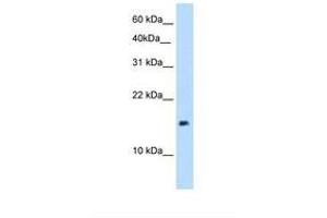 Image no. 1 for anti-P Antigen Family, Member 1 (Prostate Associated) (PAGE1) (AA 81-130) antibody (ABIN321041) (PAGE1 antibody  (AA 81-130))