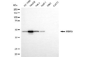 Western blotting analysis using IKBKG antibody (ABIN7799036).