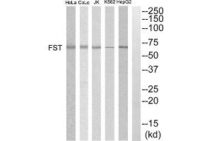 Western blot analysis of extracts from HepG2, K562, COLO205, Jurkat and HeLa cells, using FST antibody. (Follistatin antibody  (Internal Region))