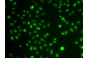 Immunofluorescence analysis of MCF-7 cells using POU6F1 antibody (ABIN5974401). (POU6F1 antibody)