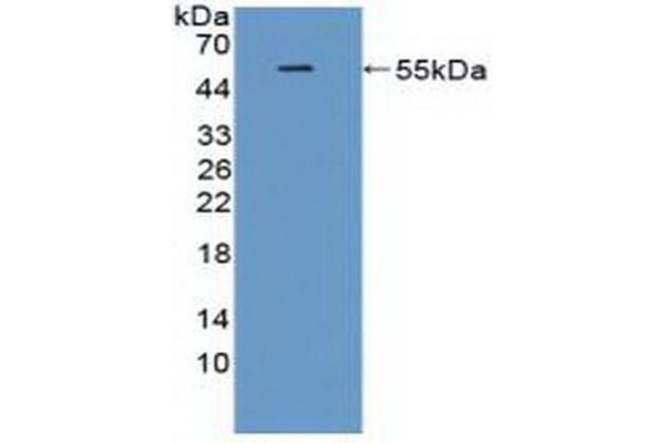 TREM2 antibody  (AA 1-228)