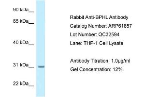 Western Blotting (WB) image for anti-Biphenyl Hydrolase-Like (Serine Hydrolase) (BPHL) (N-Term) antibody (ABIN2788926)
