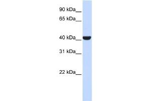 WB Suggested Anti-ERLIN2 Antibody Titration: 0. (ERLIN2 antibody  (Middle Region))