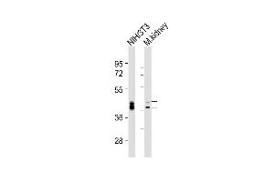 All lanes : Anti-Bmi1 Antibody (Center) at 1:2000 dilution Lane 1: NIH/3T3 whole cell lysates Lane 2: mouse kidney lysates Lysates/proteins at 20 μg per lane. (BMI1 antibody  (AA 109-143))