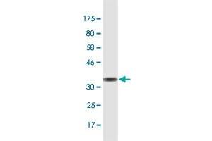 Western Blot detection against Immunogen (35. (EBF4 antibody  (AA 1-88))