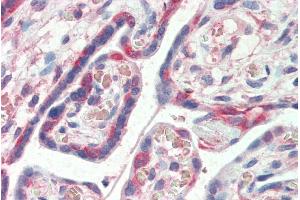 ABIN185153 (5µg/ml) staining of paraffin embedded Human Placenta. (PDLIM1 antibody  (C-Term))