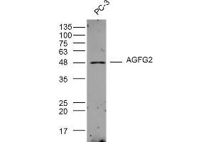 PC-3 lysates probed with AGFG2 Polyclonal Antibody, Unconjugated  at 1:300 dilution and 4˚C overnight incubation. (AGFG2 antibody  (AA 381-481))