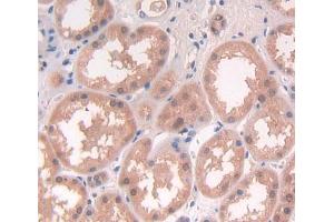 Used in DAB staining on fromalin fixed paraffin- embedded Kidney tissue (NCK1 antibody  (AA 2-377))