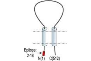Representative domain view of the target of ABIN7042911.