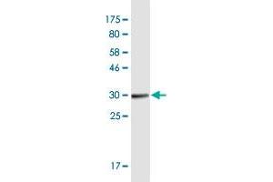 Western Blot detection against Immunogen (32. (OR1I1 antibody  (AA 293-355))