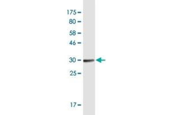 OR1I1 antibody  (AA 293-355)