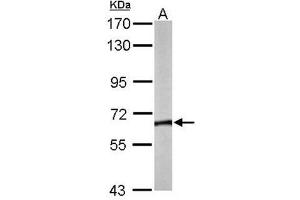TCP1 theta Antibody staining of Mouse brain (A) whole cell lysates (50 µg) at 1/5000 dilution, 7. (CCT8 antibody  (AA 111-327))
