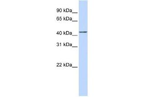 ACTR2 antibody used at 1 ug/ml to detect target protein. (ACTR2 antibody)