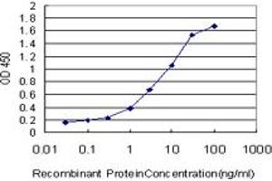 Detection limit for recombinant GST tagged BRAF is approximately 0. (BRAF antibody  (AA 346-445))