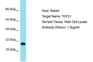 Host:  Rabbit  Target Name:  TCF21  Sample Type:  Hela Whole cell lysates  Antibody Dilution:  1. (TCF21 antibody  (N-Term))
