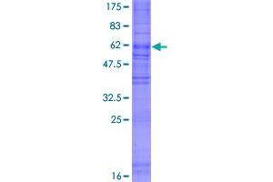 GPR65 Protein (AA 1-337) (GST tag)