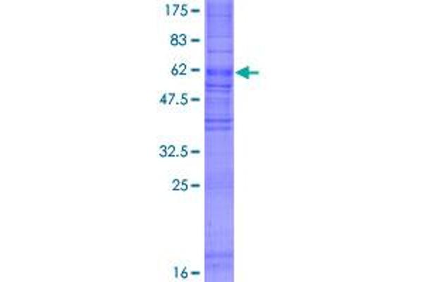 GPR65 Protein (AA 1-337) (GST tag)