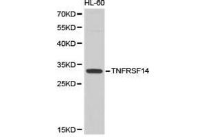 Western Blotting (WB) image for anti-Tumor Necrosis Factor Receptor Superfamily, Member 14 (TNFRSF14) antibody (ABIN1875130)