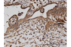 Immunoperoxidase of monoclonal antibody to AP2B1 on formalin-fixed paraffin-embedded human placenta. (AP2B1 antibody  (AA 585-651))