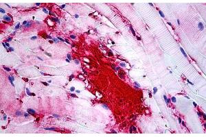 Mouse Muscle: Formalin-Fixed, Paraffin-Embedded (FFPE) (APOA1 antibody)