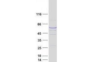 Western Blotting (WB) image for Tubulin, alpha 3e (TUBA3E) protein (Myc-DYKDDDDK Tag) (ABIN2734535)