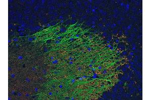 Indirect immunostaining of PFA fixed paraffin embedded mouse hippocampus section with anti-Munc 18-1 (dilution 1 : 500; green) and mouse anti-VGluT 1 (cat. (STXBP1 antibody)