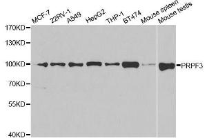 Western blot analysis of extracts of various cell lines, using PRPF3 antibody. (PRPF3 antibody  (AA 1-280))