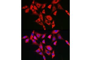 Immunofluorescence analysis of NIH/3T3 cells using NLRP2 Rabbit pAb (ABIN7268939) at dilution of 1:100 (40x lens). (NLRP2 antibody  (AA 1-220))