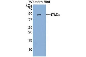 Western Blotting (WB) image for anti-Prostaglandin E Synthase (PTGES) (AA 21-148) antibody (ABIN1860349) (Prostaglandin E Synthase antibody  (AA 21-148))