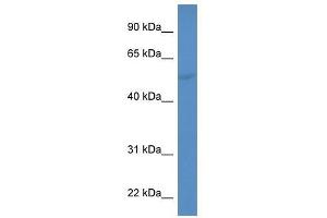 Western Blot showing CYP2A6 antibody used at a concentration of 1-2 ug/ml to detect its target protein. (CYP2A6 antibody  (C-Term))