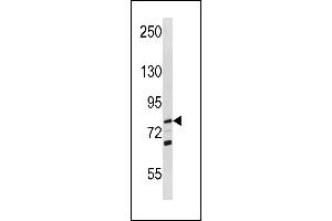 RECQL Antibody (Center) (ABIN1881737 and ABIN2843260) western blot analysis in U-937 cell line lysates (35 μg/lane). (RecQ Protein-Like (DNA Helicase Q1-Like) (RECQL) (AA 187-215) antibody)