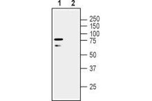 Western blot analysis of human SH-SY5Y neuroblastoma cell line lysate: - 1. (LINGO1 antibody  (Extracellular))
