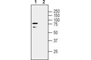 Western blot analysis of human SH-SY5Y neuroblastoma cell line lysate: - 1. (LINGO1 antibody  (Extracellular, N-Term))