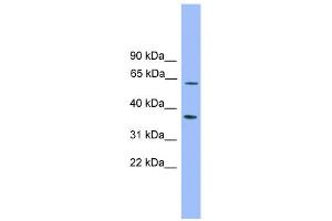 WB Suggested Anti-PDP2 Antibody Titration: 0. (PDP2 antibody  (Middle Region))