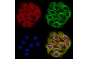 ABIN7094535 and ABIN7098584 staining Hela cells by IF/ICC. (APH1A antibody  (C-Term))