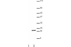 Histone H3 acetyl Lys23 pAb tested by Western blot. (Histone 3 antibody  (H3K23ac))