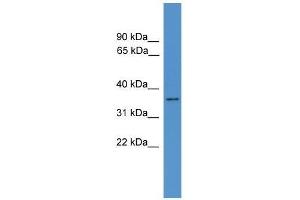 HNMT antibody used at 0. (HNMT antibody  (N-Term))