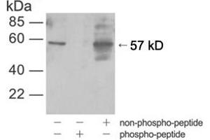 Western blot analysis of cell lysates from HEK-293 cells treated with UVusing Rabbit Anti-Akt (Phospho-Ser473) Polyclonal Antibody (ABIN398632)