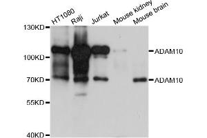 Western blot analysis of extracts of various cell lines, using ADAM10 antibody. (ADAM10 antibody)