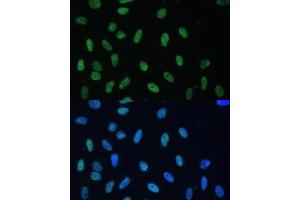 Immunofluorescence (IF) image for anti-Heterogeneous Nuclear Ribonucleoprotein D (HNRNPD) (AA 1-306) antibody (ABIN7267632)
