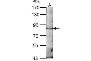 EML1 antibody  (C-Term)