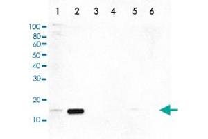 Western Blot (Cell lysate) analysis of (1) 25 ug whole cell extracts of HeLa cells, (2) 15 ug histone extracts of HeLa cells treated with colcemid, (3) 1 ug of recombinant histone H2A, (4) 1 ug of recombinant histone H2B, (5) 1 ug of recombinant histone H3, and (6) 1 ug of recombinant histone H4.