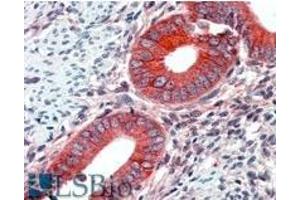 AP22443PU-N EPB41L2 antibody staining of paraffin embedded Human Uterus at 2. (EPB41L2 antibody  (Internal Region))