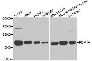 Western blot analysis of extracts of various cell lines, using PPM1A antibody. (PPM1A antibody  (AA 1-382))