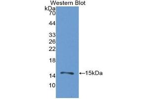 Western Blotting (WB) image for anti-Heat Shock 105kDa/110kDa Protein 1 (HSPH1) (AA 388-505) antibody (ABIN1859229) (HSPH1 antibody  (AA 388-505))