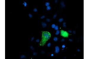 Anti-XPNPEP3 mouse monoclonal antibody (ABIN2454891) immunofluorescent staining of COS7 cells transiently transfected by pCMV6-ENTRY XPNPEP3 (RC200888). (XPNPEP3 antibody)