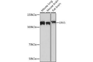 Western blot analysis of extracts of various cell lines, using ERK5 Rabbit mAb (ABIN1680723, ABIN3018327, ABIN3018328 and ABIN7101595) at 1:500 dilution. (MAPK7 antibody)
