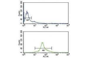 IRF5 antibody flow cytometry analysis of Ramos cells (green) compared to a negative control (blue). (IRF5 antibody  (AA 81-108))