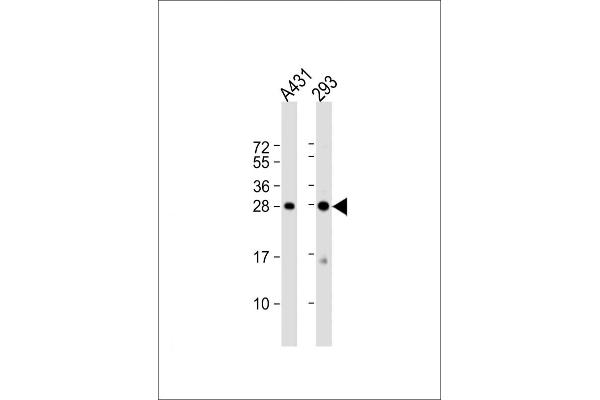 H1FX antibody  (C-Term)